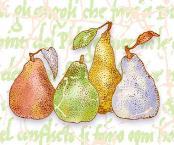 pear